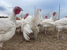 Load image into Gallery viewer, Pasture Turkeys
