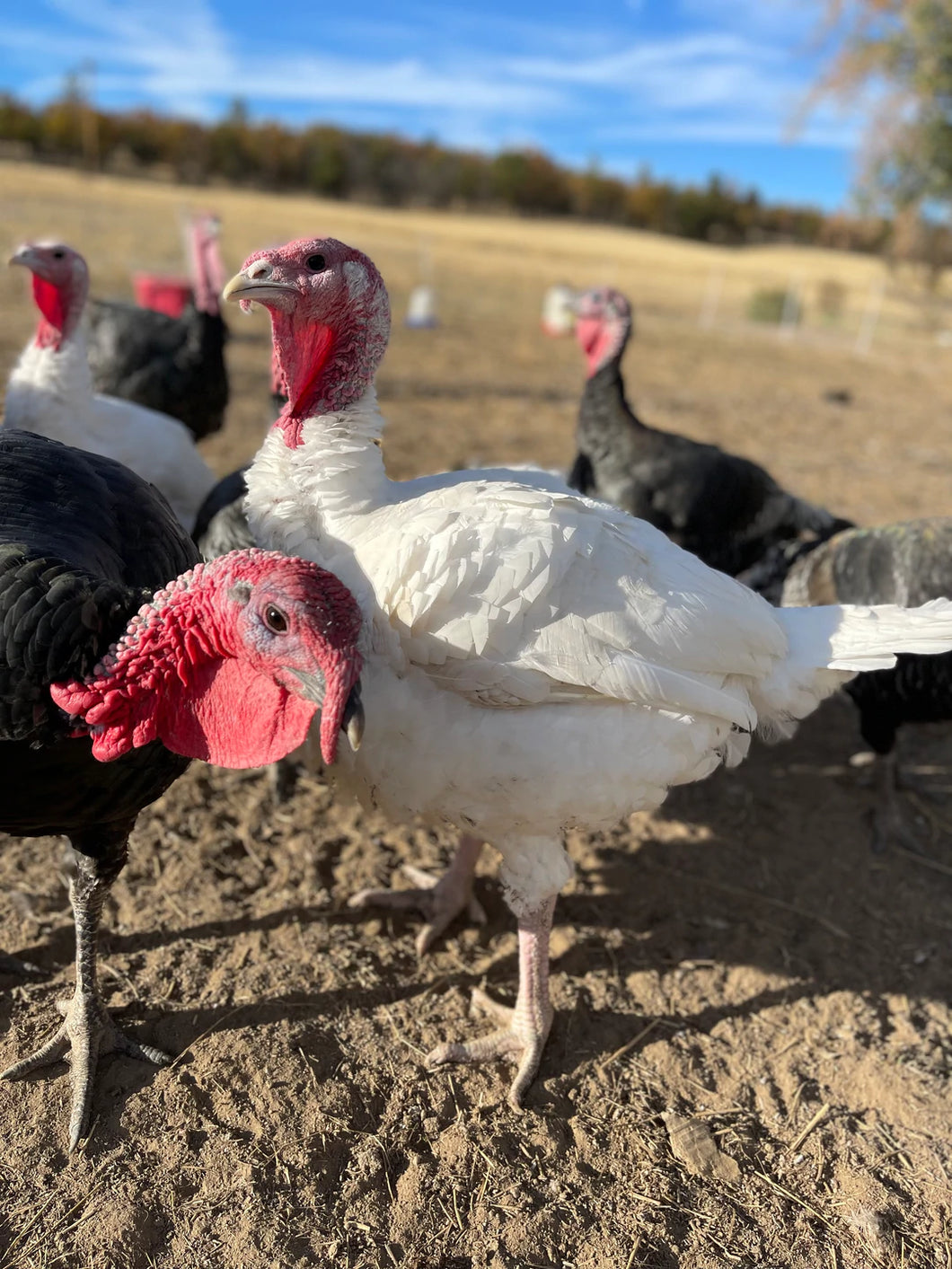 Reserve Pastured Turkeys for Thanksgiving 2023